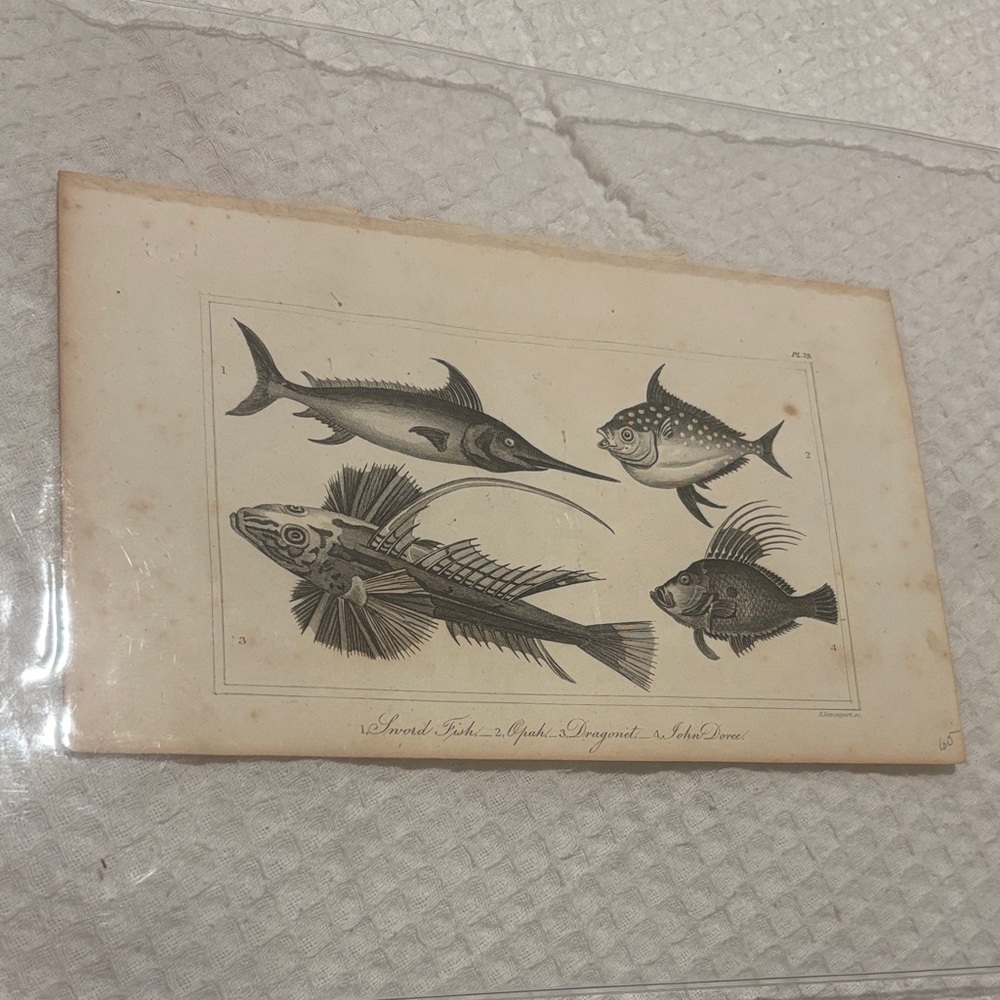 Vintage Fish Illustration Art Print S. Davenport. SC PL.79